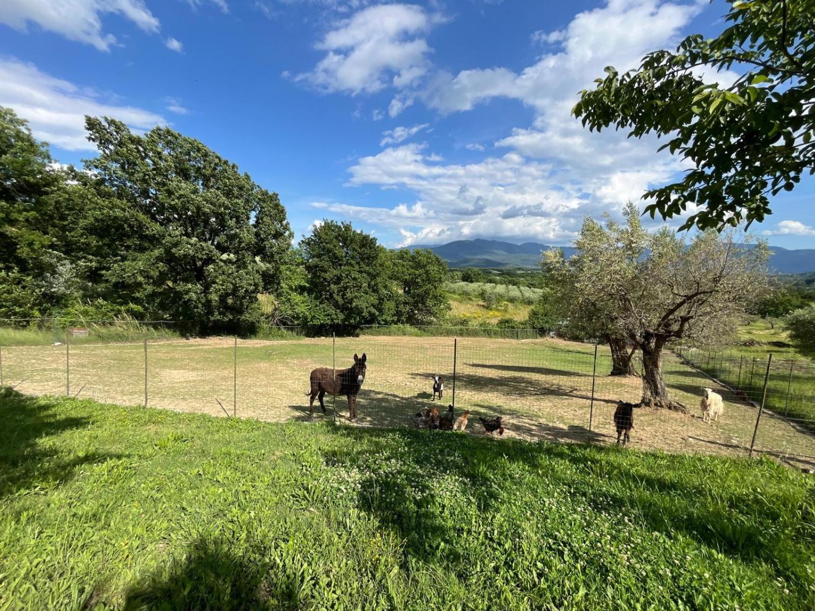 Al Capannone Di Pietro Bed and Breakfast Colli a Volturno Exteriör bild
